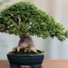 Mark Web Bonsai