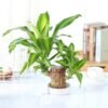 Mini Brazil Lucky Wood Magical Sprouting Lucky Bamboo Wood Hydroponic Potted Stump Mini Plant Indoor Office Desk Plant Purify Indoor Air Gifts for Your People & Yourself